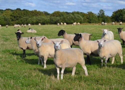 THE SOUTH WEST NOVEMBER LIVESTOCK & FODDER AUCTION