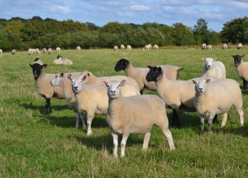 THE SOUTH WEST JULY LIVESTOCK & FODDER AUCTION
