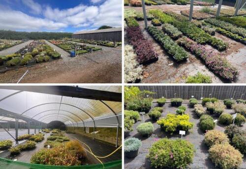 AUCTION 2 - DISPERSAL SALE OF CARRAPITT PLANTS GARDEN NURSERY PLANTS