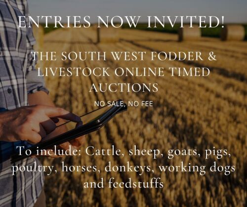 THE SOUTH WEST JANUARY FODDER & LIVESTOCK AUCTION