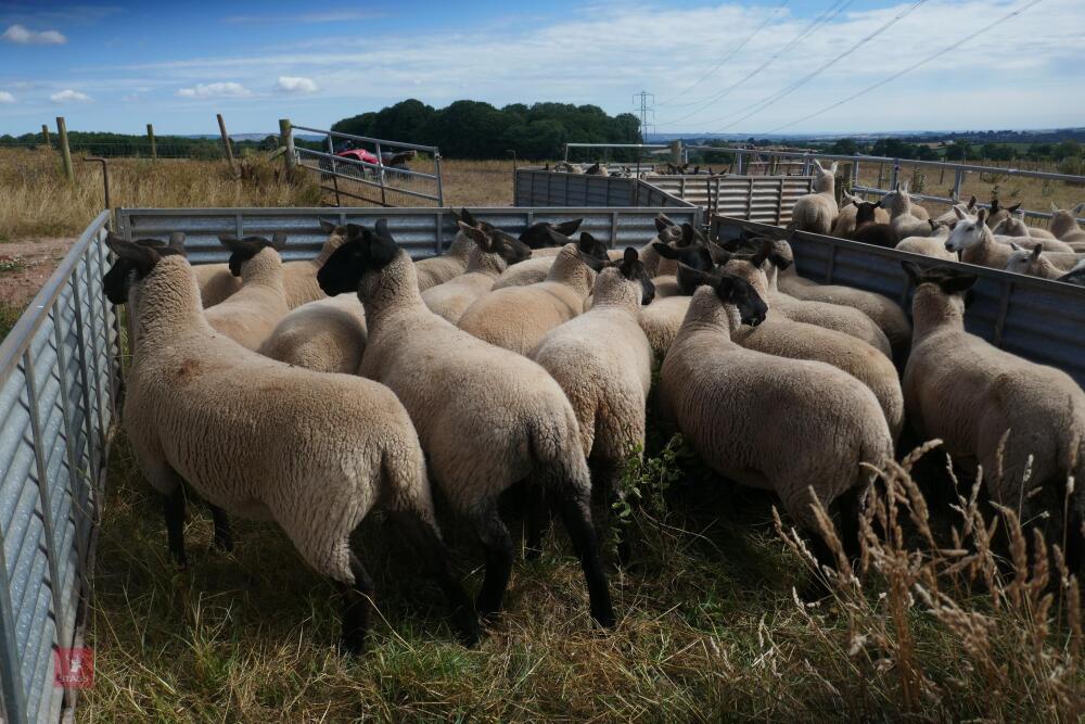 20 SUFFOLK X SHEARLING EWES