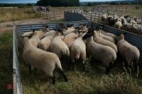 20 SUFFOLK X SHEARLING EWES - 2