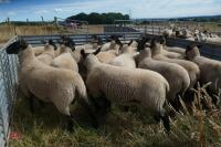 20 SUFFOLK X SHEARLING EWES - 3