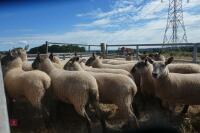 20 SUFFOLK X SHEARLING EWES - 4