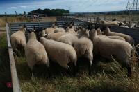 20 SUFFOLK X SHEARLING EWES - 5