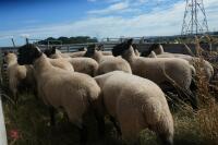 20 SUFFOLK X SHEARLING EWES - 6