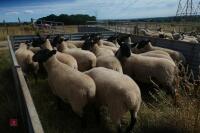 20 SUFFOLK X SHEARLING EWES - 7