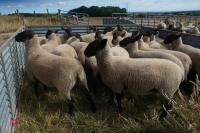 20 SUFFOLK X SHEARLING EWES - 8