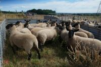 20 SUFFOLK X SHEARLING EWES - 9