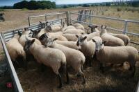 20 SUFFOLK X SHEARLING EWES - 10