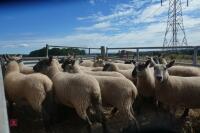 20 SUFFOLK X SCOTCH HALF BRED SHEARLING EWES - 5