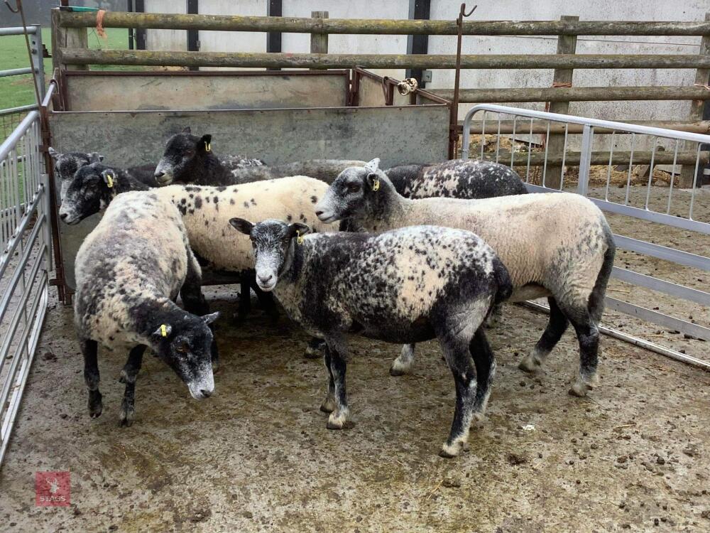 7 Herdwick X Shearling Ewes (Bidding Per Life)