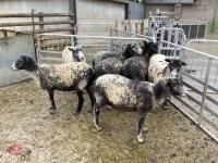 7 Herdwick X Shearling Ewes (Bidding Per Life) - 2