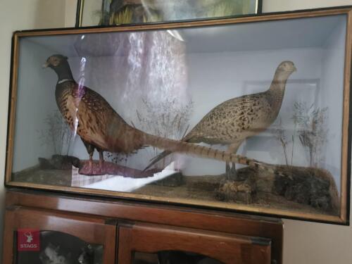 PAIR RINGNECK PHEASANT