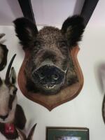 LARGE WILD BOAR SHOULDER MOUNT