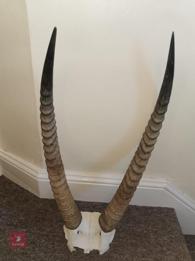 PAIR WATERBUCK HORNS