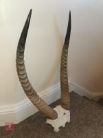 PAIR WATERBUCK HORNS - 2