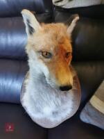 RED FOX SHOULDER MOUNT