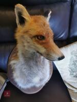 RED FOX SHOULDER MOUNT - 2