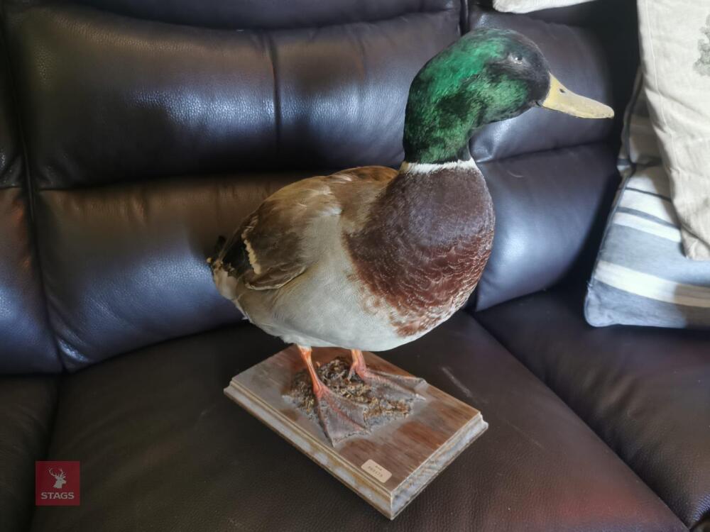 MALLARD DRAKE MOUNT