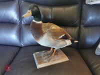 MALLARD DRAKE MOUNT - 2