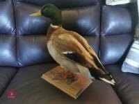 MALLARD DRAKE MOUNT - 3