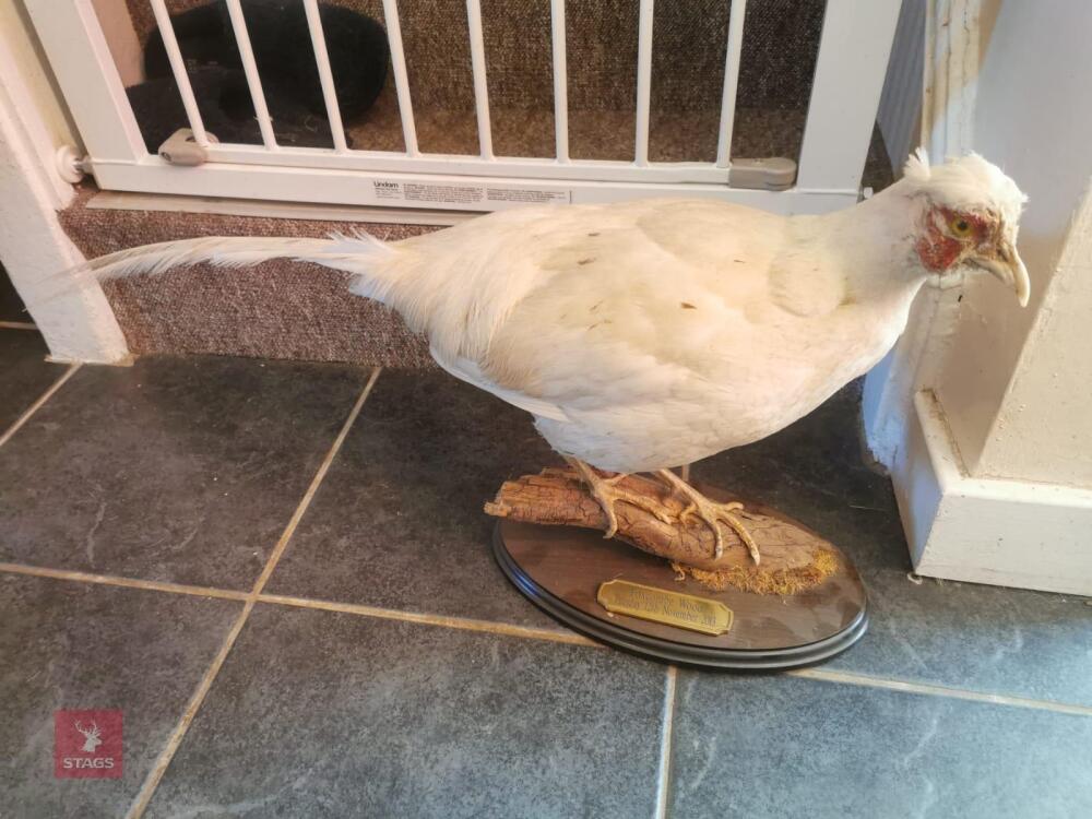 WHITE COCK PHEASANT MOUNT