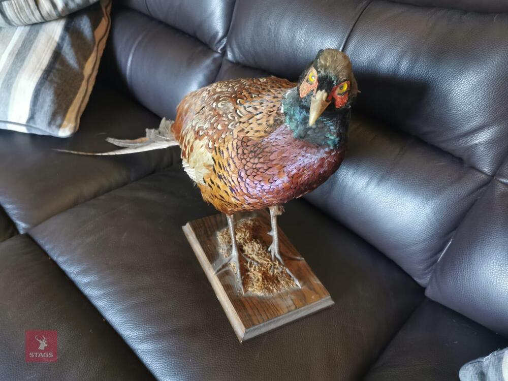 COCK PHEASANT MOUNTED ON WOODEN PLINTH