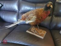 COCK PHEASANT MOUNTED ON WOODEN PLINTH - 2