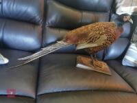 COCK PHEASANT MOUNTED ON WOODEN PLINTH - 3