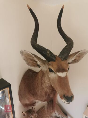 NYALA SHOULDER MOUNT