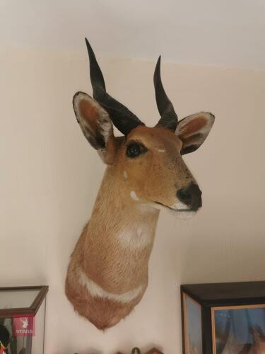 WATERBUCK SHOULDER MOUNT