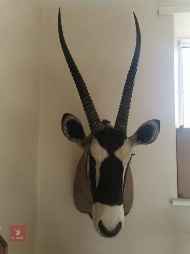 GEMSBOK SHOULDER MOUNT