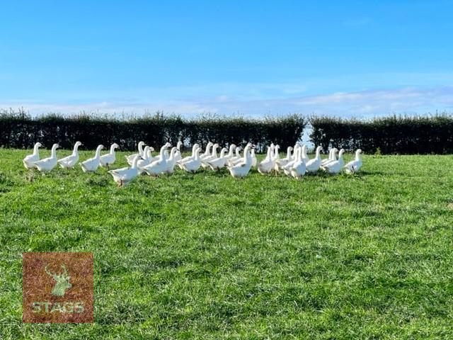 BREEDING GROUP OF WHITE TABLE GEESE