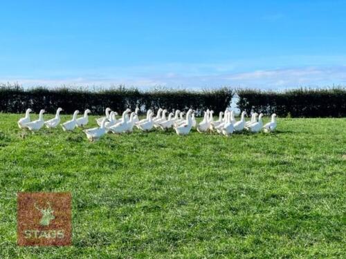 BREEDING GROUP OF WHITE TABLE GEESE