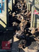 125 BREEDING MALLARD DUCKS