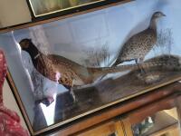 PAIR OF RINGNECK PHEASANTS