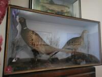 PAIR OF RINGNECK PHEASANTS - 3