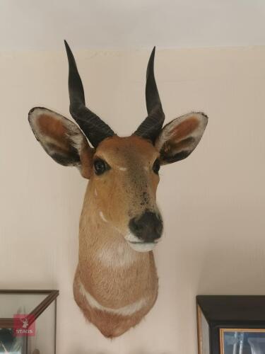 WATERBUCK SHOULDER MOUNT