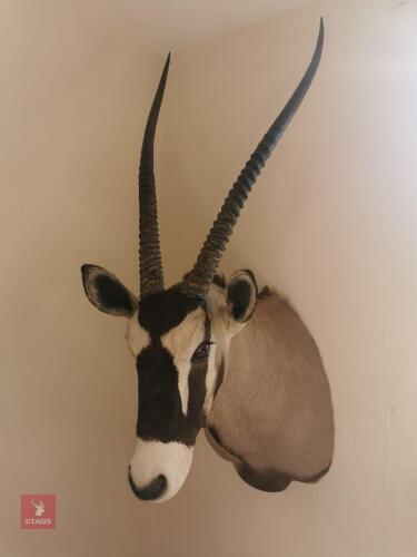 GEMSBOK SHOULDER MOUNT