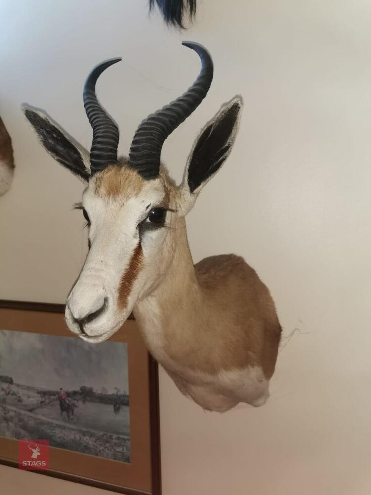 SPRINGBOK SHOULDER MOUNT