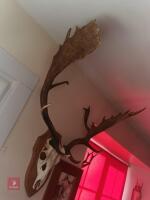 LARGE ANTLERS AND SKULL ON SHIELD - 2