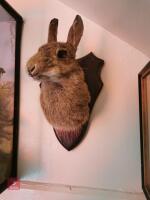 RABBIT SHOULDER MOUNT ON SHIELD