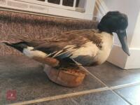 SHOVELER DRAKE MOUNTED ON WOODEN LOG