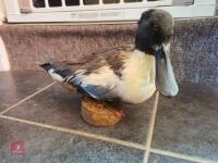 SHOVELER DRAKE MOUNTED ON WOODEN LOG - 2