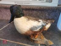 SHOVELER DRAKE MOUNTED ON WOODEN LOG - 3