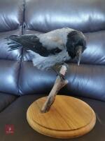 HOODED CROW ON WOODEN BRANCH ON PLINTH