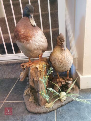 PAIR OF MALLARD DUCKS ON WOODEN STUMP