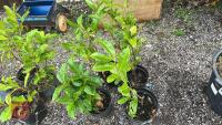 4 X LAUREL SHRUBS