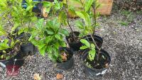 4 X LAUREL SHRUBS - 2